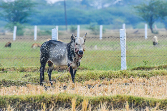 Native Pulikulam indigenous bull in harvested fields near Madurai, capturing the raw energy and cultural legacy of Jallikattu heritage