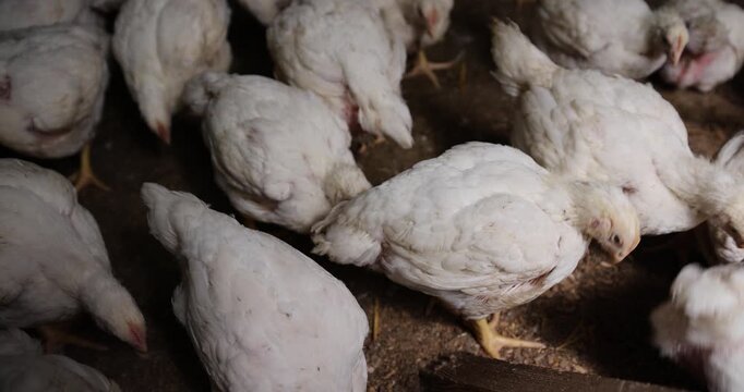 a large number of large fat broiler chickens that are raised in a rural poultry farm, some of the large fat chickens without feathers, meat breed chickens, poultry farms