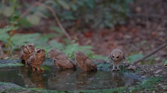 Collared scops owl (Otus lettia) Bathing in natural water sources during the dry season.