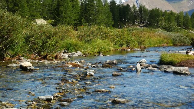 Crystalline waters of a mountain stream close to famous Arpy Lake, Aosta Valley, Italy, with green tall pines and natural landscape. High peaks of italian alps on the background, with blue sky
