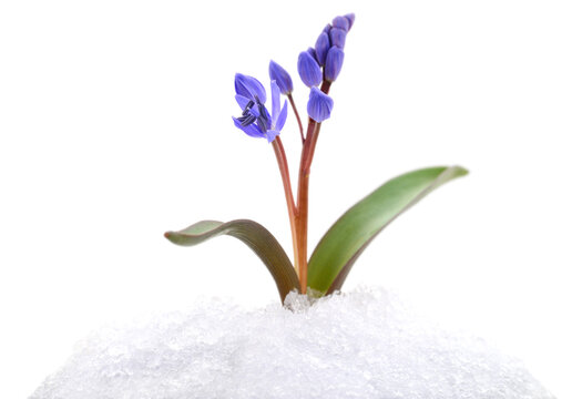 Blue scilla siberica flower blooming in snow isolated on white