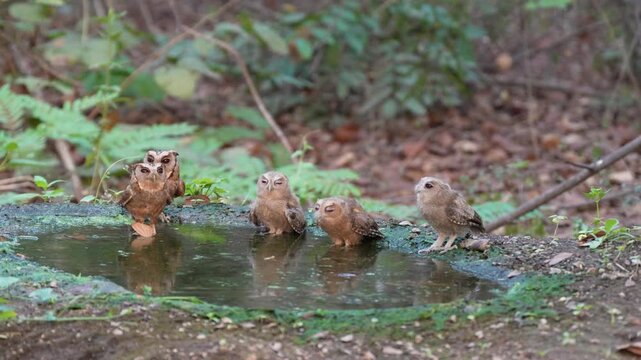 Collared scops owl (Otus lettia) Bathing in natural water sources during the dry season.