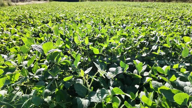 Soybean field. Soybean plantation. Soy bean plants close-up.