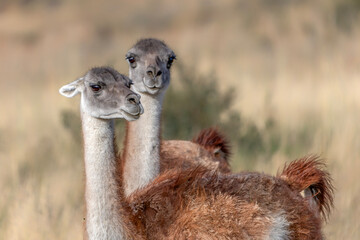 Portrait of two Guanaco (Lama guanicoe). in Torres del Paine, Patagonian Landscape, Chili.                                    © Albert