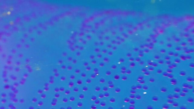 Macro shot of a Thysanoteuthis rhombus egg mass. The camera pans across the gelatinous cylinder, showing purple embryos with sunbeams piercing through the water