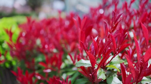 Red robin leaves are swaying in the wind
