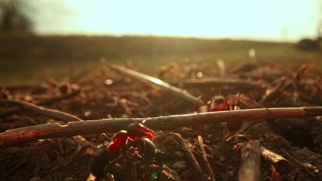Macro wildlife footage of wood ants defending the top of an anthill against an intruder while blurred road traffic passes in the background. The scene highlights defensive insect behavior.