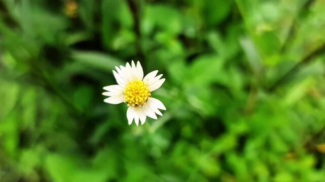 Macro of Wild Coatbuttons Flower Tridax Procumbens Blooming in Natural Green Meadow