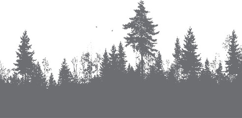 Obraz premium Silhouette of a dense evergreen forest with scattered deciduous trees and two birds flying in the sky