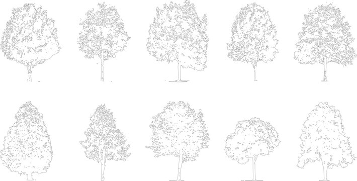 Ten diverse black and white line trees with detailed foliage and trunks on a white background outline