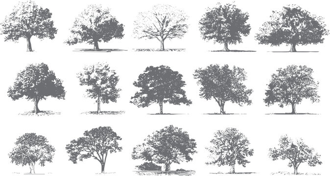 Collection of fifteen detailed grey ink of deciduous trees with varied foliage and trunk structures on a white background