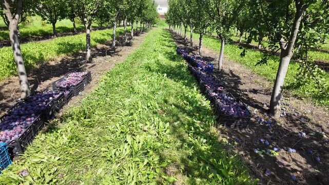 A large plum orchard with young trees and crates filled with ripe blue plums placed beneath them. The footage shows the harvest process in a peaceful rural setting, without people present.