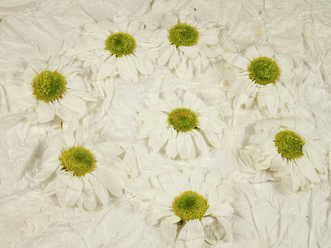 Fresh flowers of santini chrysanthemum lie on the white relief background. Ingredients for making natural drink from flowers, top view
