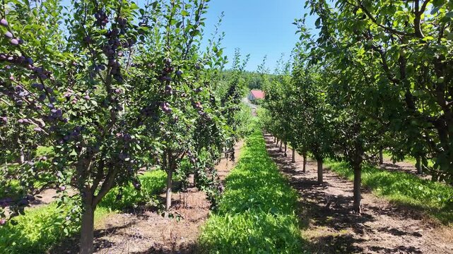 A large plum orchard with young trees, panning the camera from left to right. The scene captures the green foliage, ripe fruits, tree structure and the rural environment of a growing orchard.