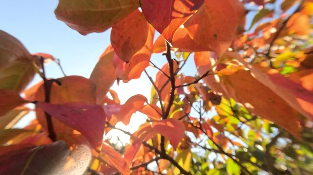 Ripe persimmons adorn tree branches. Persimmons hang from tree branches with vibrant leaves in autumn-kissed garden, showcasing nature seasonal transition. Organic agriculture production. Eco farming