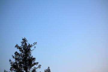 夕暮れ時の青空と樹木の先 © SA