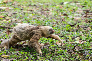 Naklejka premium two toed sloth (Choloepus didactylus) rarely walking and crawling on the ground, heading to a tree. Puerto Viejo, Caribbean, Costa Rica.