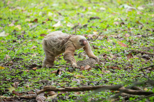 two toed sloth (Choloepus didactylus) rarely walking and crawling on the ground, heading to a tree. Puerto Viejo, Caribbean, Costa Rica.