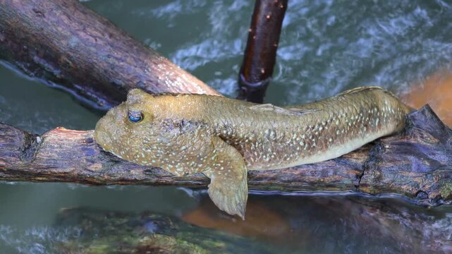 Footage of a Mudskipper Napping Happily on the Mangrove Tree branch over the seawater surface, Gulf of Thailand