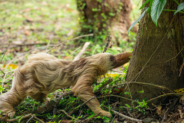 Naklejka premium two toed sloth (Choloepus didactylus) rarely walking and crawling on the ground, heading to a tree. Puerto Viejo, Caribbean, Costa Rica.