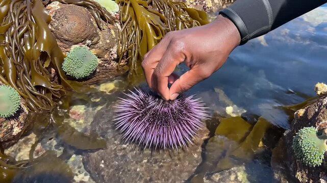 Close-up of a hand touching a purple sea urchin in a tide pool for marine biology and nature exploration.