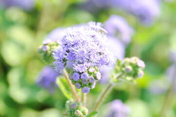 Obraz premium Ageratum, Ageratum blue planet, Ageratum conyzoides subsp or Ageratum houstonianum Mill or Asteraceae or Flossflower or purple flower