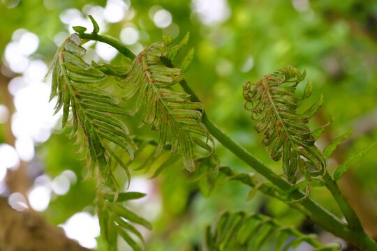 Young leaves of the Nachi fern