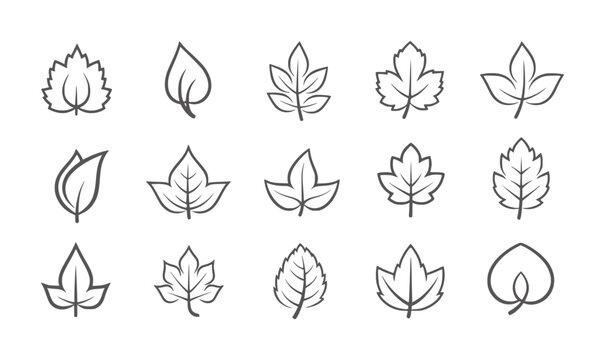 Collection of fifteen stylized leaf with varying shapes and vein patterns nature