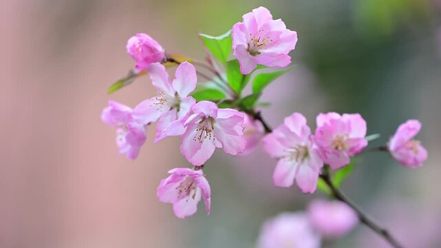 花, ピンク, とぶ, 自然, 美しさ, 植える, 木, 全盛期, ブランチ, すごい, マクロ, 植物, 季節, 紫, リンゴ, フローラル, 白, つぼみ, サマータイム