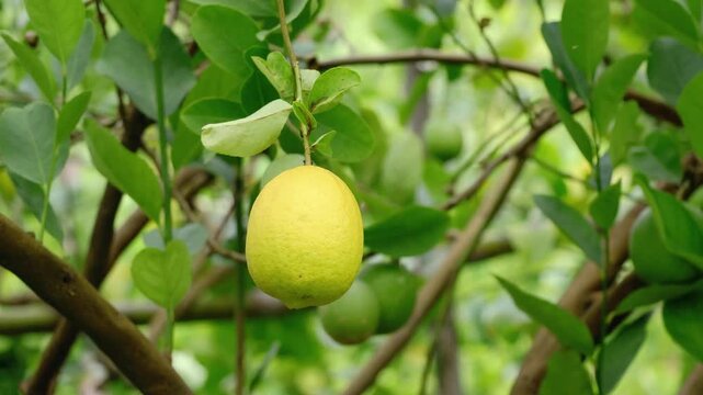 Footage of a Lemon Fruit Ripening on the Tree
