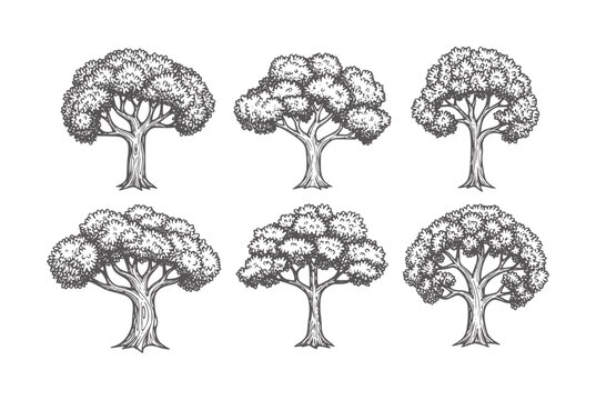 Six hand drawn deciduous trees with bark and foliage
