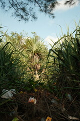 Fototapeta premium Tropical Pine Tree and Tall Green Reeds Against Blue Sky, Coastal Vegetation in Natural Indonesian Beach Landscape