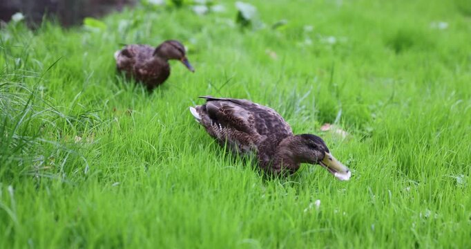 wild ducks on the river in the cold autumn season, wild ducks in nature during the cold weather, birds that did not fly south and stayed to winter in the north of eastern Europe