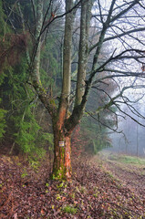 Fototapeta premium A mossy deciduous tree next to a hiking trail in a foggy forest, with fallen leaves and a trunk covered with lichens - Lasocki Ridge, Karkonosze Mountains.