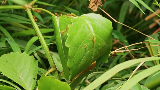 Close up view of red ants on a folded tropical leaf nest while a thin branch touches and disturbs the structure in dense jungle vegetation. Detailed macro scene showing an ant colony reacting and defe