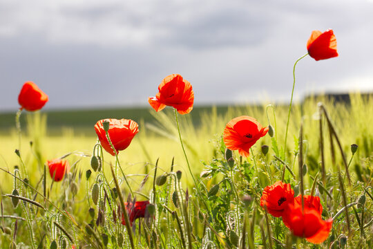 coquelicots