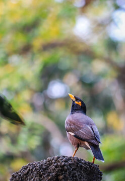 A Common Myna perched on a rock, gazing upward amid soft forest bokeh, capturing a calm moment in nature&rsquo;s everyday beauty