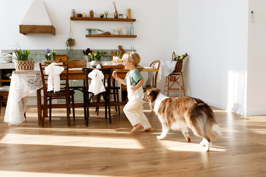 Little blonde boy with a border collie dog running at the Easter table. Child and pet in a cozy kitchen with Easter eggs, spring flowers, and traditional cake. Happy holiday atmosphere