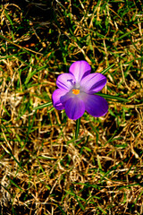 kwitnące wiosną krokusy w słońcu, fioletowe krokusy, Szafran wiosenny, krokus wiosenny, Crocus vernus, flowering crocus on the lawn, purple crocus © kateej