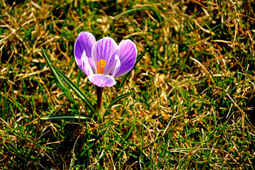 kwitnące wiosną krokusy w słońcu, fioletowe krokusy, Szafran wiosenny, krokus wiosenny, Crocus vernus, flowering crocus on the lawn, purple crocus © kateej