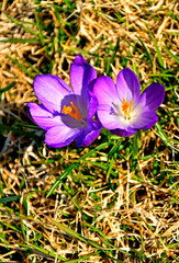 kwitnące wiosną krokusy w słońcu, fioletowe krokusy, Szafran wiosenny, krokus wiosenny, Crocus vernus, flowering crocus on the lawn, purple crocus © kateej