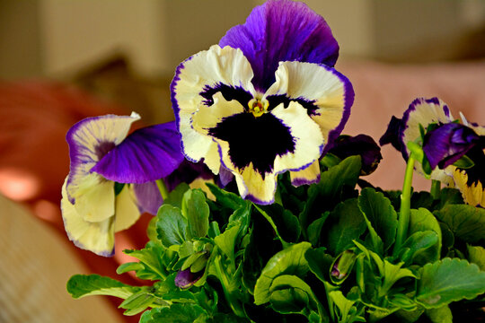 wiosenne bratki, fioletowo-ż&oacute;łte bratki ogrodowe, fiołki ogrodowe, Viola &times; wittrockiana, Beautiful purple-yellow pansy flowers, garden pansy