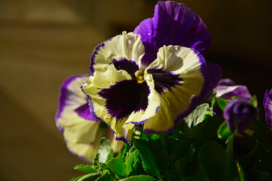 wiosenne bratki, fioletowo-ż&oacute;łte bratki ogrodowe, fiołki ogrodowe, Viola &times; wittrockiana, Beautiful purple-yellow pansy flowers, garden pansy