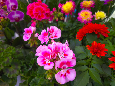  A geranium with pink petals, geranium, pelargonium