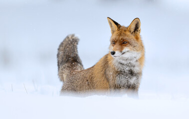 Naklejka premium Red fox ( Vulpes vulpes ) in winter scenery