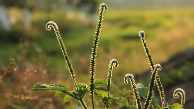 Wild plant with curled flowers in warm golden hour light