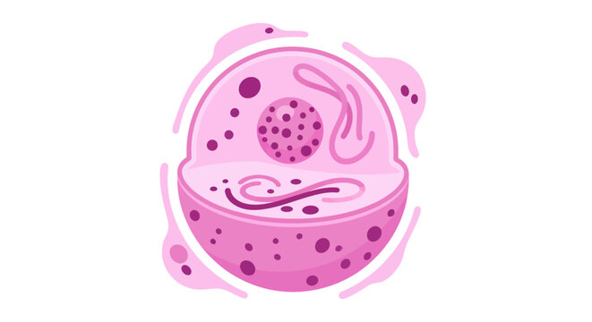 A detailed illustration of a pink animal cell, showcasing its internal organelles and structures within a protective membrane.