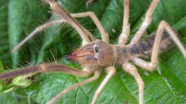 Solifugae camel spider crawls across green leaf in macro close up, showing spiny legs. Large arachnid advances beneath daylight, revealing fierce mandibles and eerie natural texture.