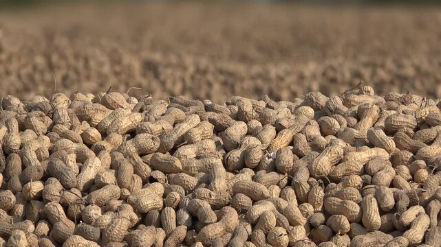 Peanut harvest drying on farmland with brown shelled piles spread across a sunlit field. Arachis hypogaea postharvest curing shows legume mounds in rural cropland for food production.