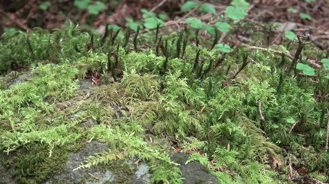 Macro slider shot of green moss on rock surface reveals bryophyte texture across forest floor. Moist woodland closeup shows tiny plants, damp stone detail, humid undergrowth, verdant microhabitat.